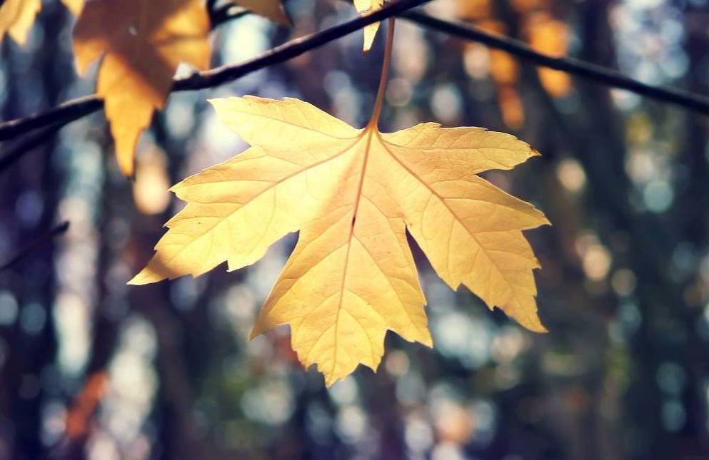 22款與秋相關(guān)的唯美句子，唯美古風(fēng)句子