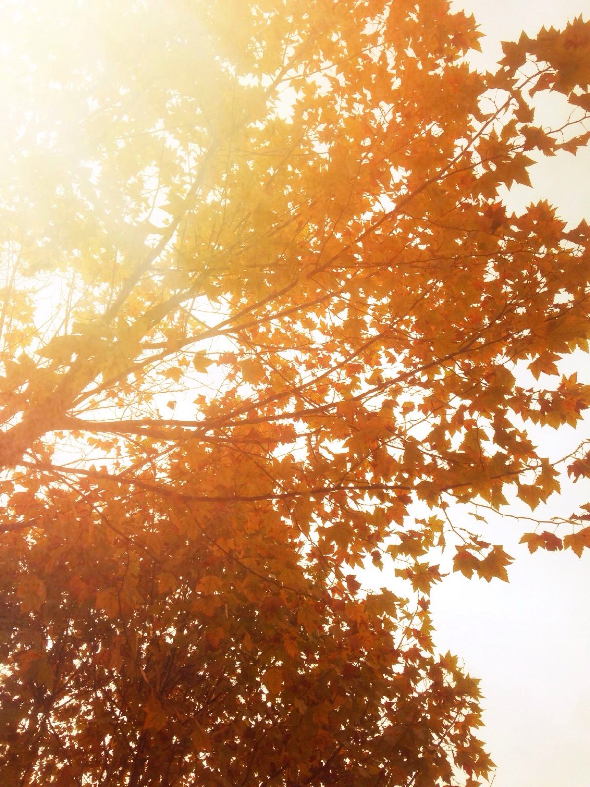 22款與秋相關(guān)的唯美句子，唯美古風(fēng)句子