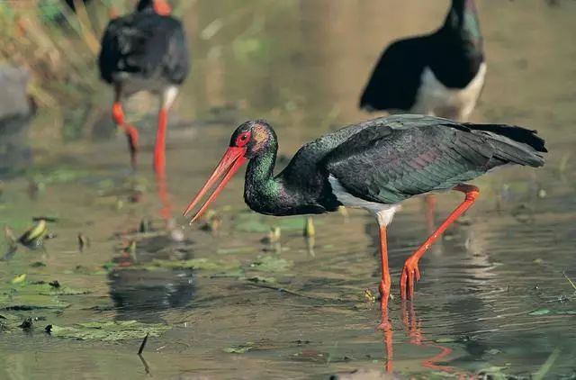 北京懷柔白鳥集，飛翔的白鳥我在等你乘風(fēng)歸來