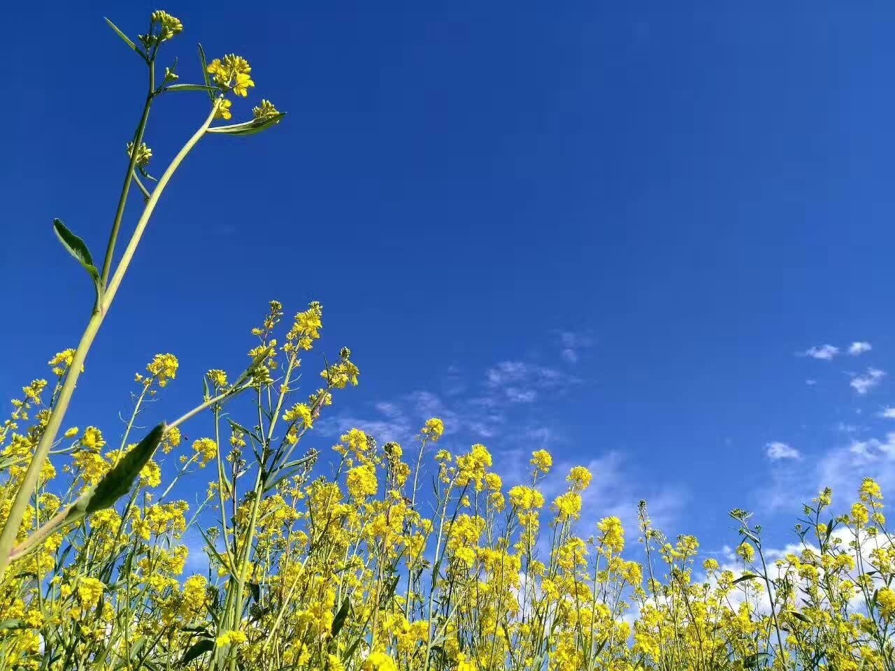 麗江束河聚寶齋民宿，告別曾經(jīng)邂逅未來的美麗