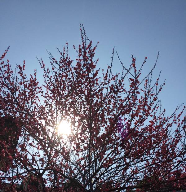 杭州·一色山墅，滿覺隴的月色喝茶散步都是雅事