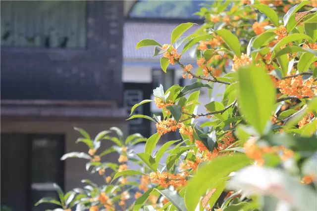 杭州·一色山墅，滿覺隴的月色喝茶散步都是雅事