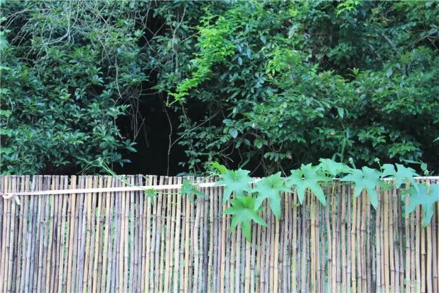 杭州·一色山墅，滿覺隴的月色喝茶散步都是雅事