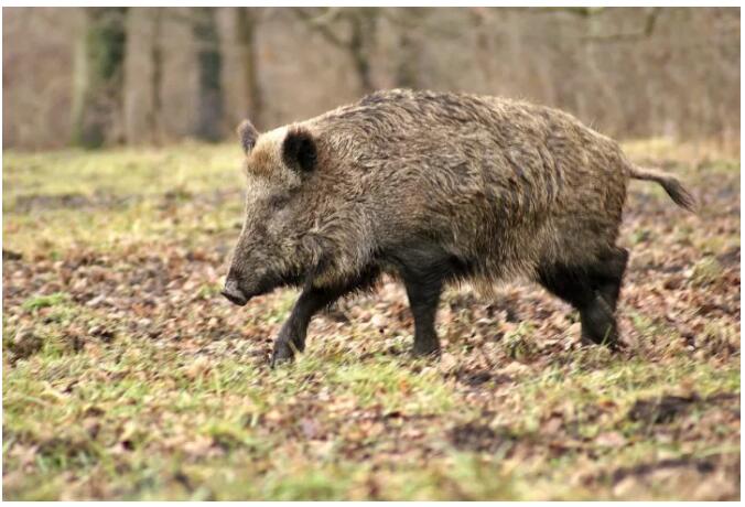 松陽·陌領(lǐng)浮光民宿，浮光指路茶香入夢