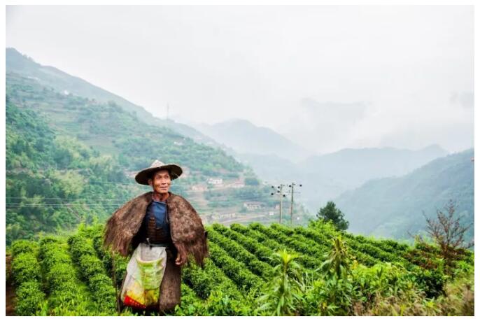 松陽·陌領(lǐng)浮光民宿，浮光指路茶香入夢