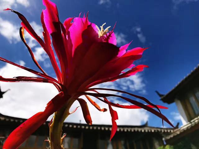 麗江束河無爾，在這里帶著夢想開花棲居