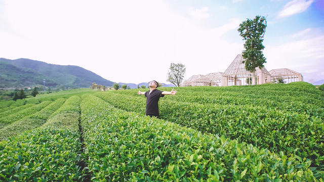 麗水·浮光，浮光指路茶香入夢(mèng)蓋一間湖畔大學(xué)