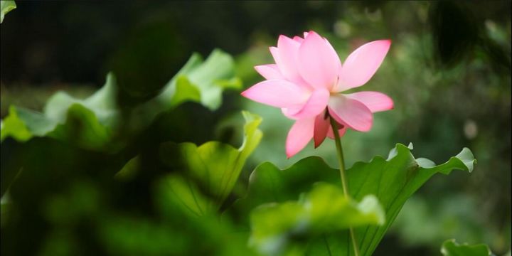 開封·蘭臺苑，還原經(jīng)歷千年沉浮清明上河圖