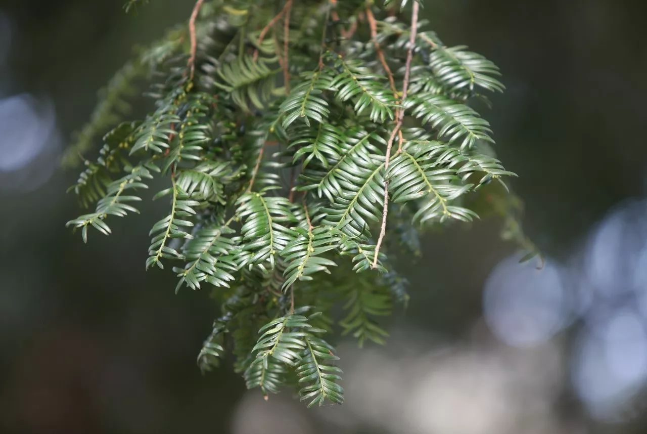 寧波·花雨醉，品花間一壺酒聽雨后醉朦朧