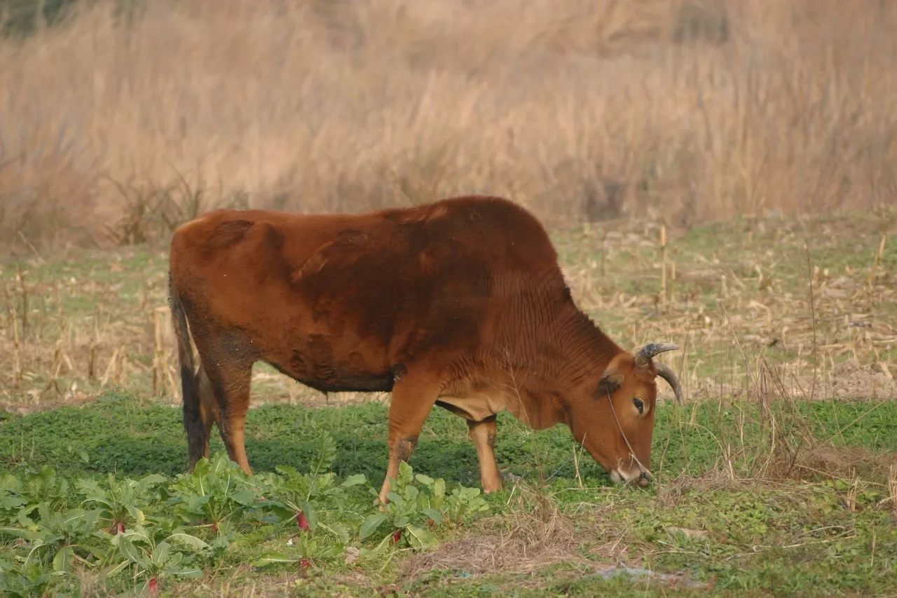 寧波·花雨醉，品花間一壺酒聽雨后醉朦朧