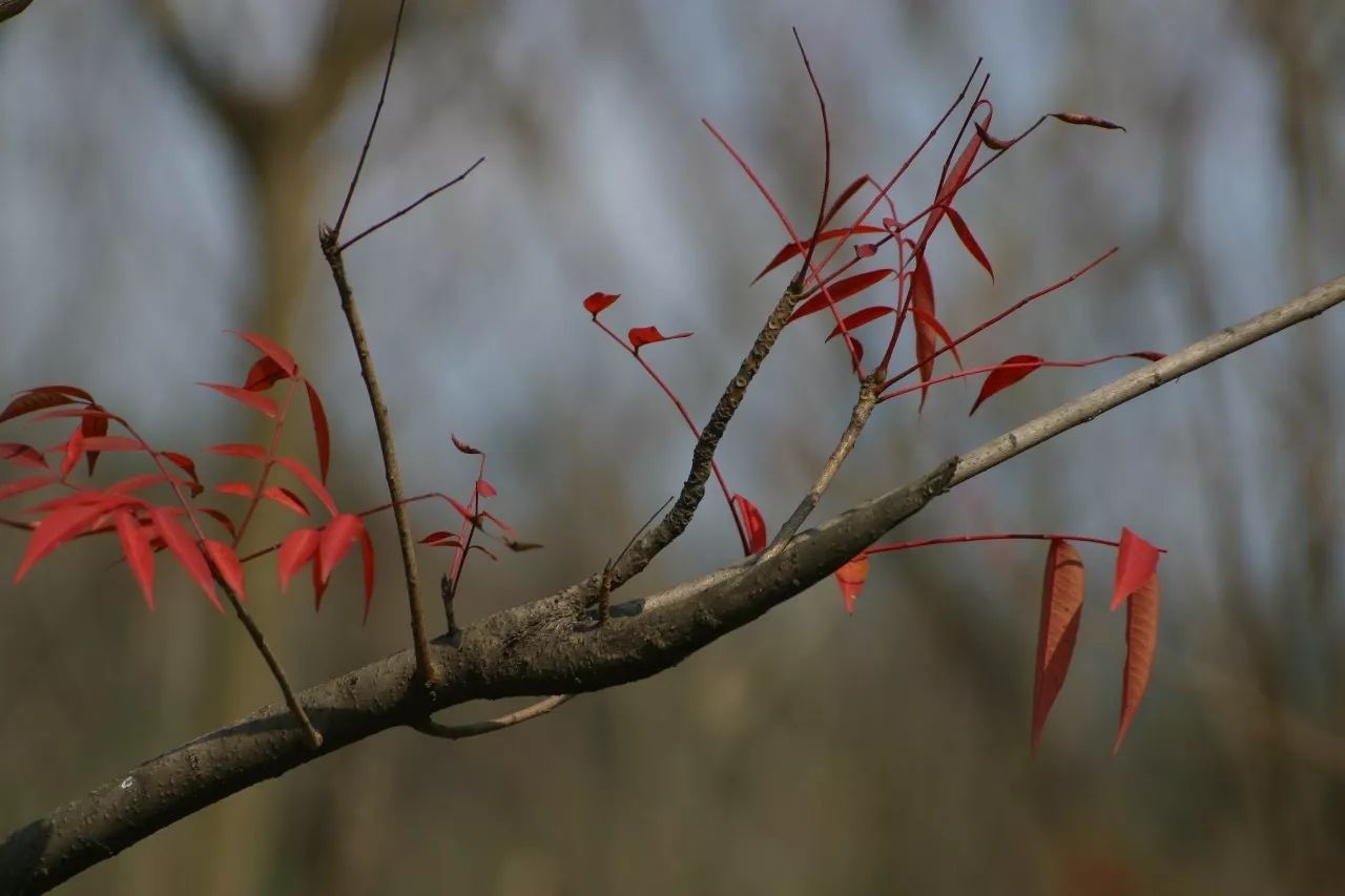 寧波·花雨醉，品花間一壺酒聽雨后醉朦朧