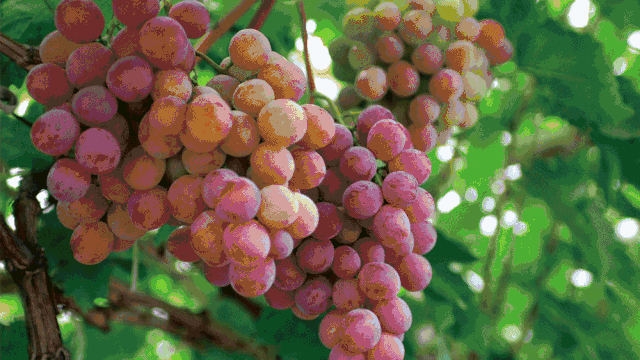 寧波·花雨醉，品花間一壺酒聽雨后醉朦朧