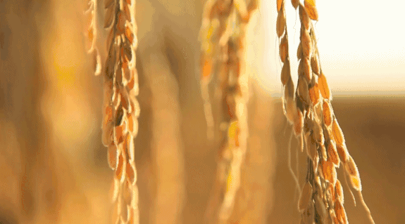 寧波·花雨醉，品花間一壺酒聽雨后醉朦朧