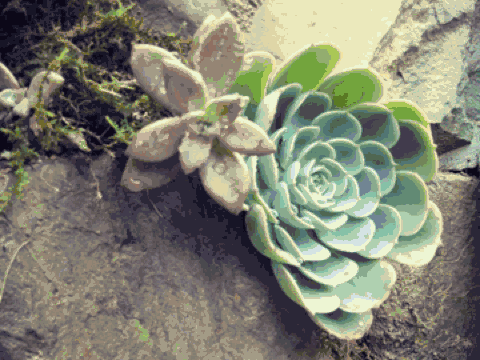 雪坑村·美客愛途，愛上美麗的客居地和旅途故事