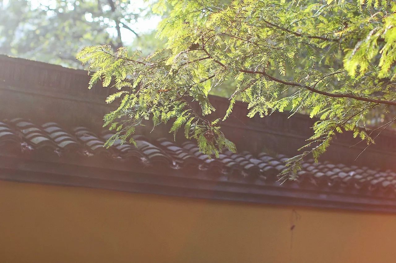 杭州·駐Hotel，在杭州最美季節(jié)體驗(yàn)藝術(shù)空間