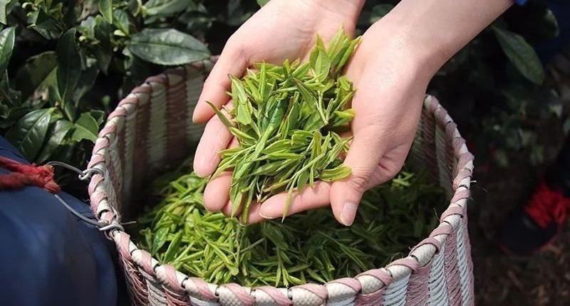 七椀居茶舍，喝西湖龍井茶感受西湖美秋季美