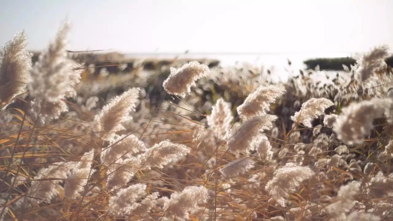 七椀居茶舍，喝西湖龍井茶感受西湖美秋季美