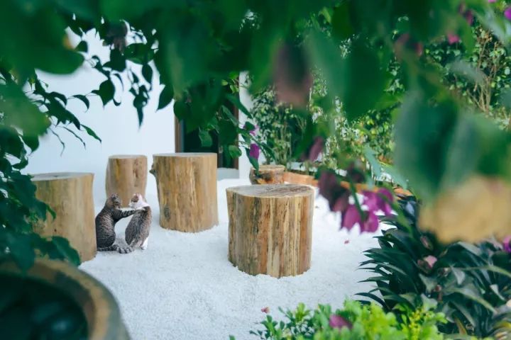 慢點藝術(shù)民宿，世間所有努力都是為了慢點