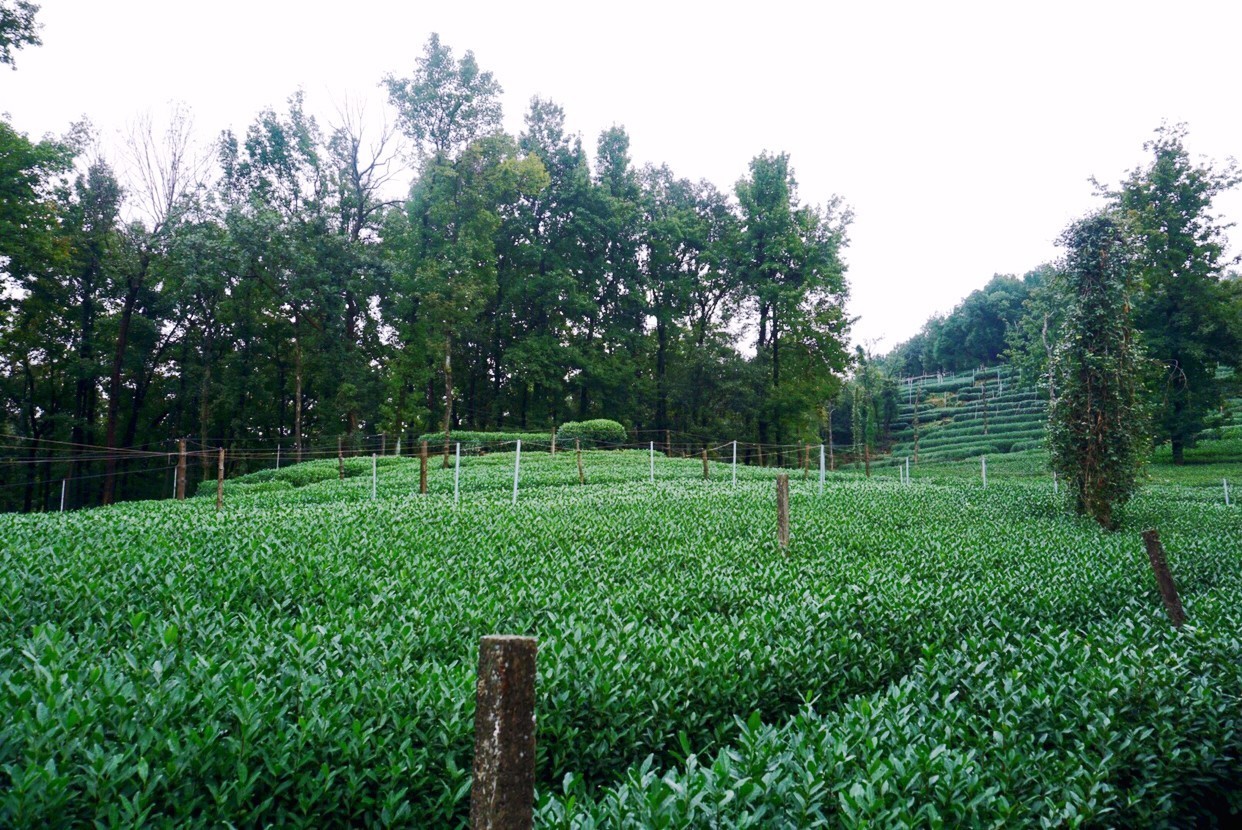 杭州·棲遲，還是那個獨(dú)一無二的黑白灰