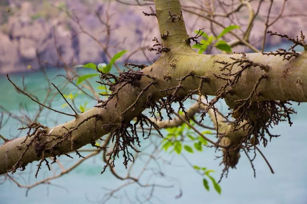 時光島，一間讓“時光倒流”300畝獨島民宿
