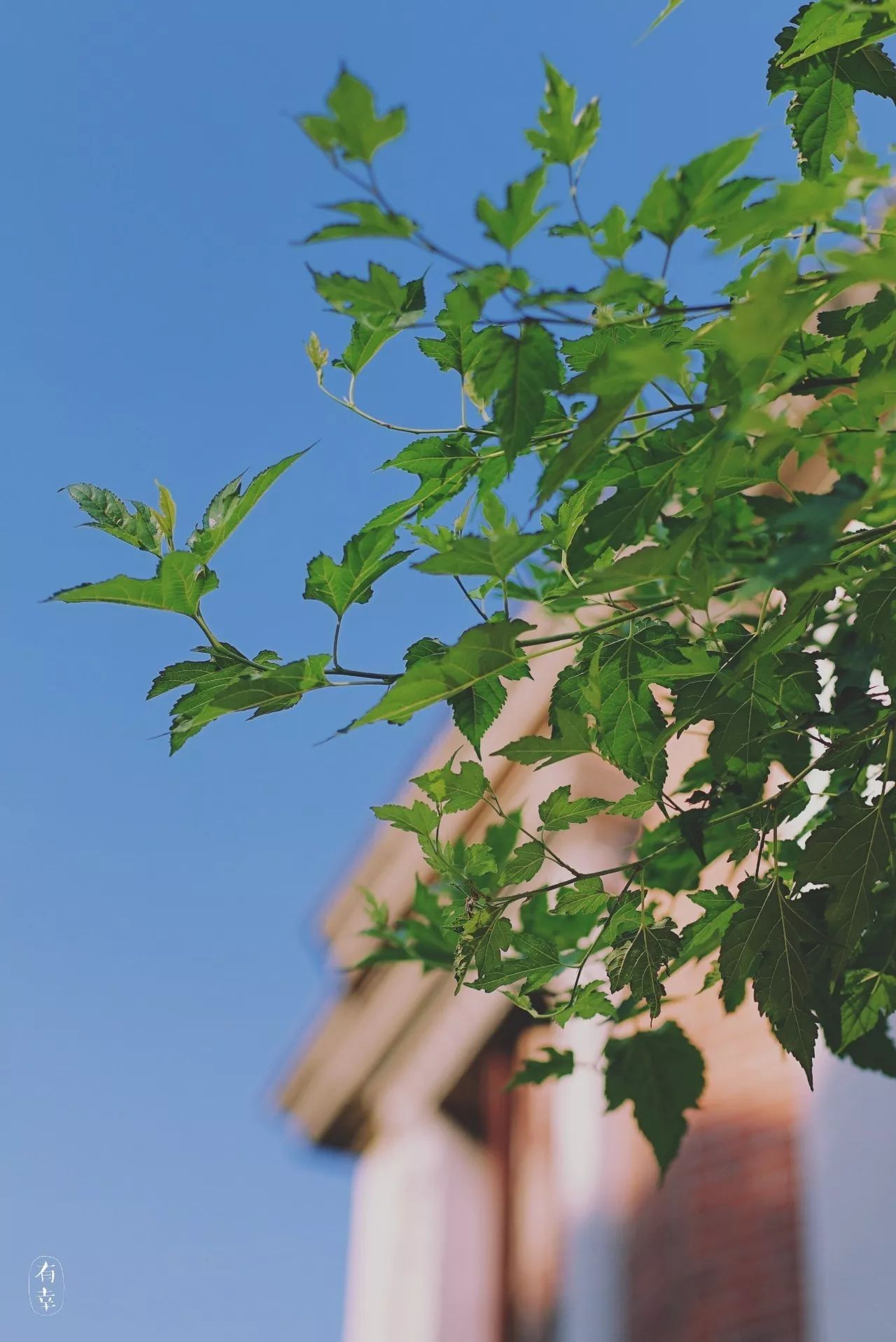 鼓浪嶼·他城一見，生命不息折騰不止