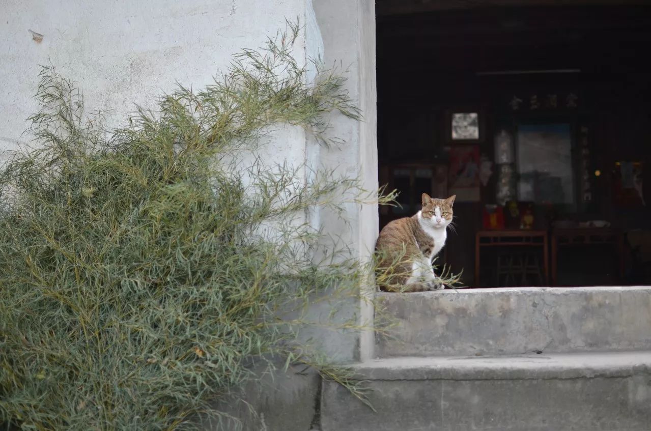 莫干山·趣舍一棵樹，置身山中與山林萬(wàn)物相連
