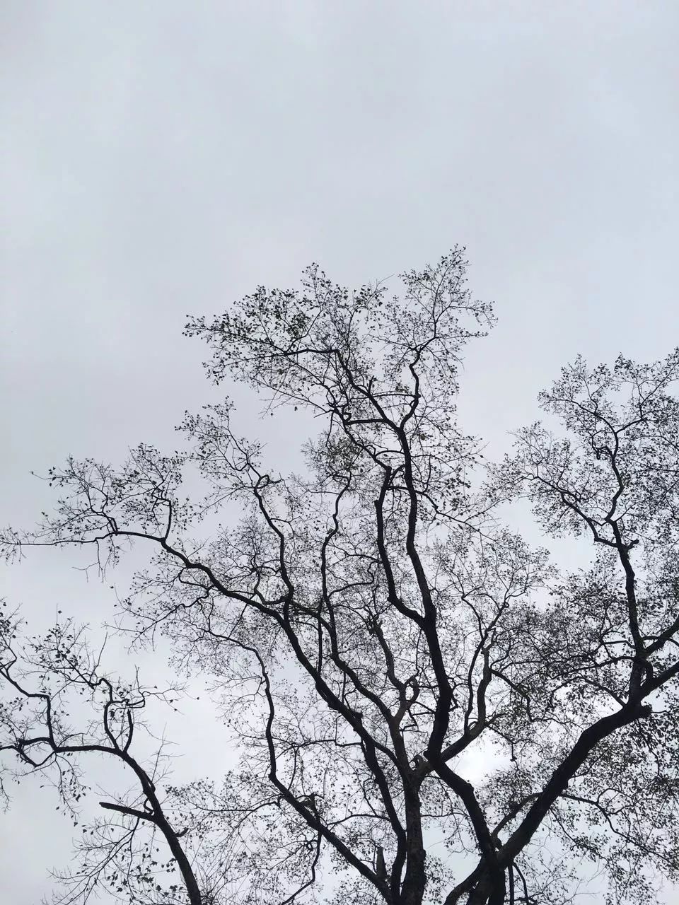 莫干山·趣舍一棵樹，置身山中與山林萬(wàn)物相連