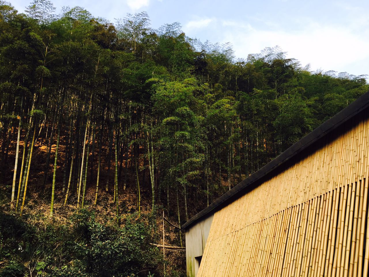 莫干山·趣舍一棵樹，置身山中與山林萬物相連