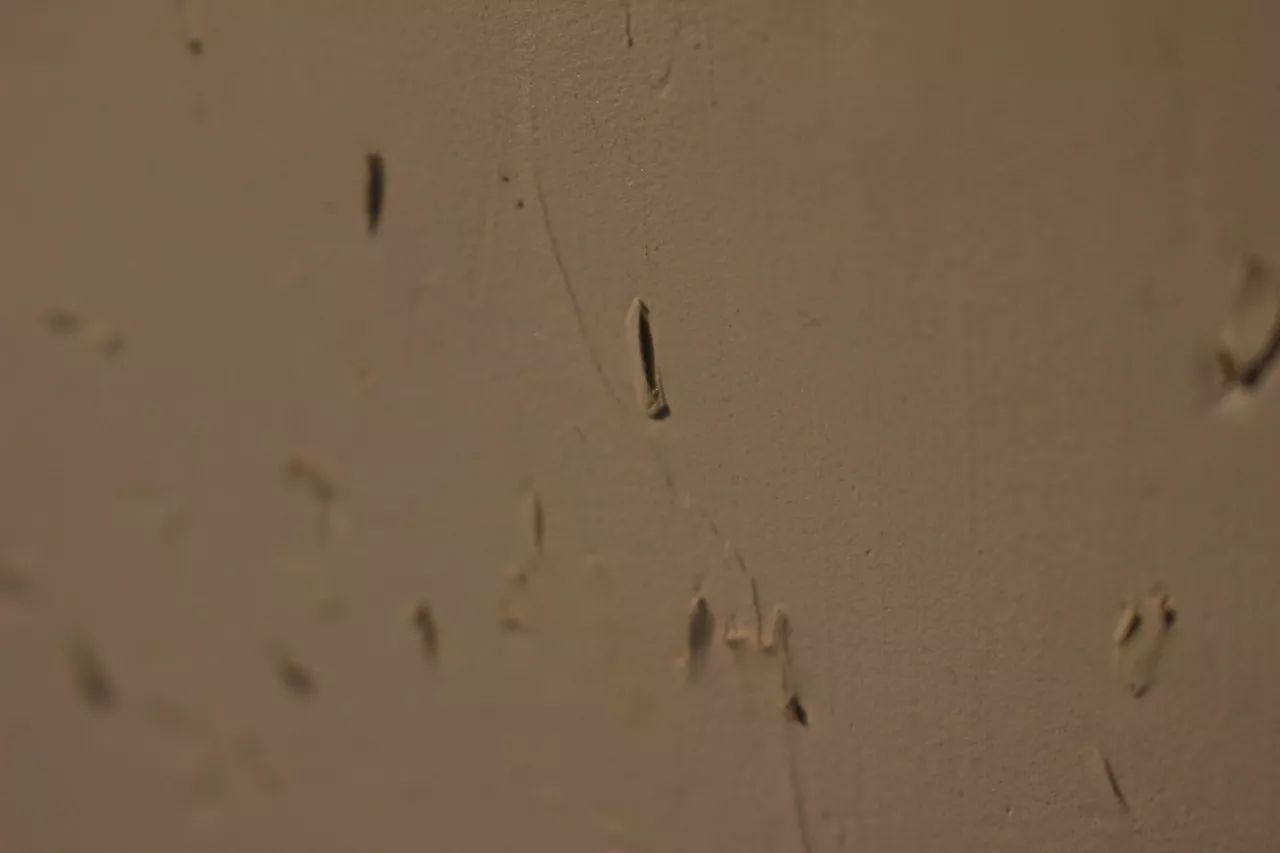 莫干山·趣舍一棵樹，置身山中與山林萬物相連