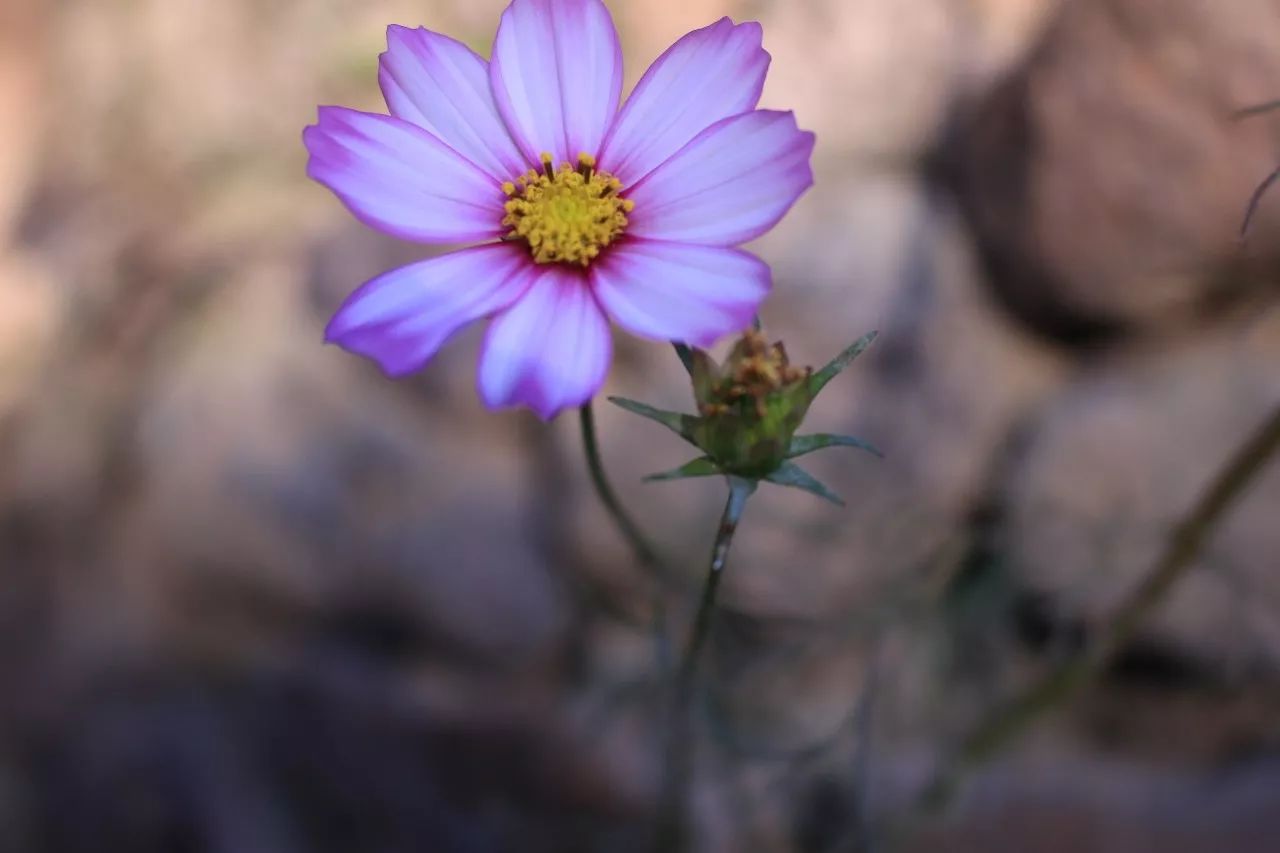 莫干山·趣舍一棵樹，置身山中與山林萬物相連