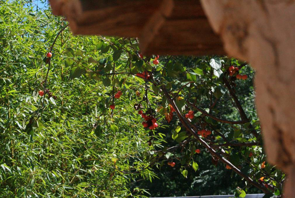 北京·山楂小院，留住最土的鄉(xiāng)味和溫暖的人心