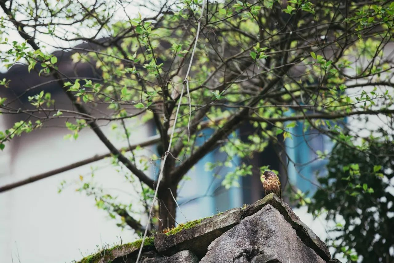 莫干山·三秋美宿，一日不見三秋盼兮