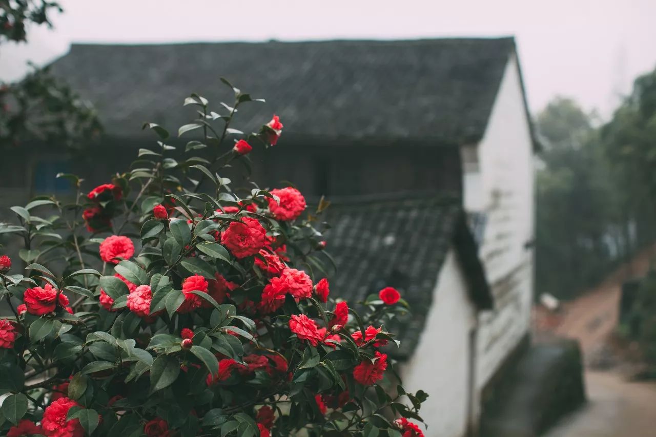 莫干山·三秋美宿，一日不見三秋盼兮