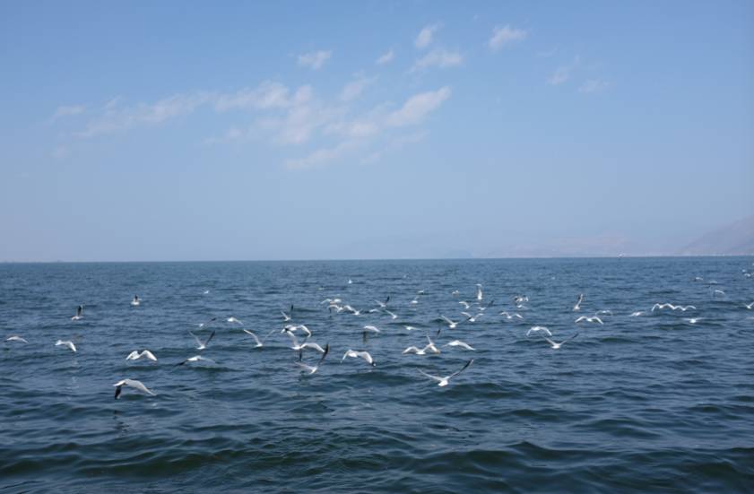 大理古城·果念，按照自己喜歡的方式活著