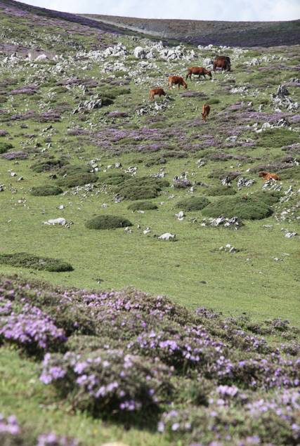 大理古城·果念，按照自己喜歡的方式活著