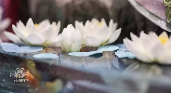 一代糖王，技術(shù)之路沒有終點不忘初心砥礪前行