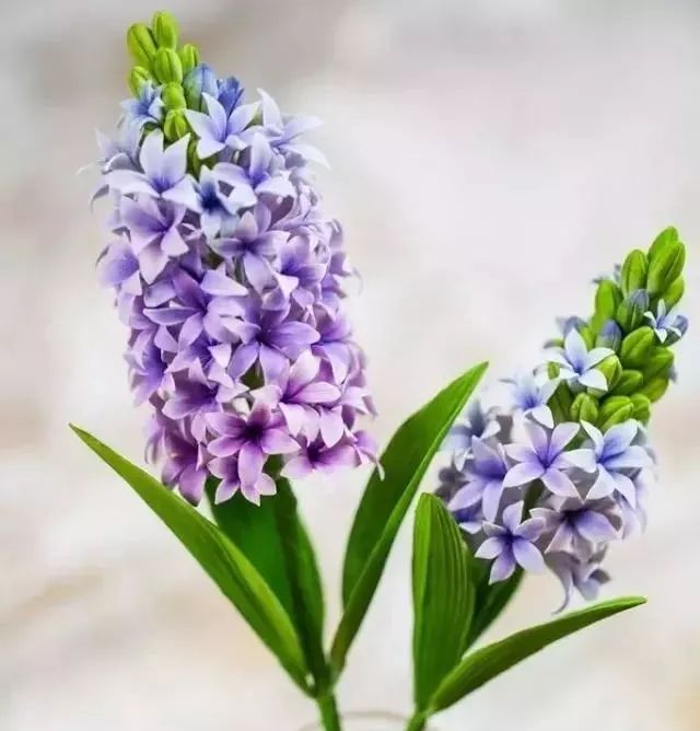 一代糖王，技術(shù)之路沒(méi)有終點(diǎn)不忘初心砥礪前行