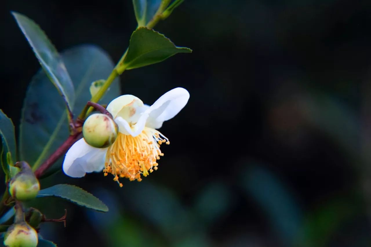 杭州·長(zhǎng)鏡頭，一所電影時(shí)光主題民宿