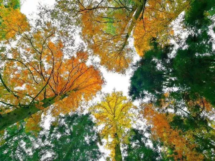 莫干山·西璞，睡進(jìn)梵高的畫里