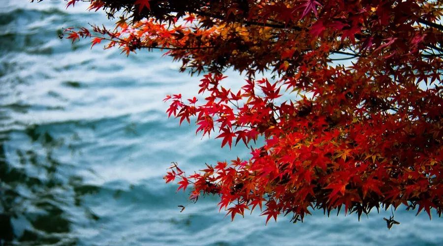 茶隱·喜在山舍，上有茶山下有九溪肆意虛度生活