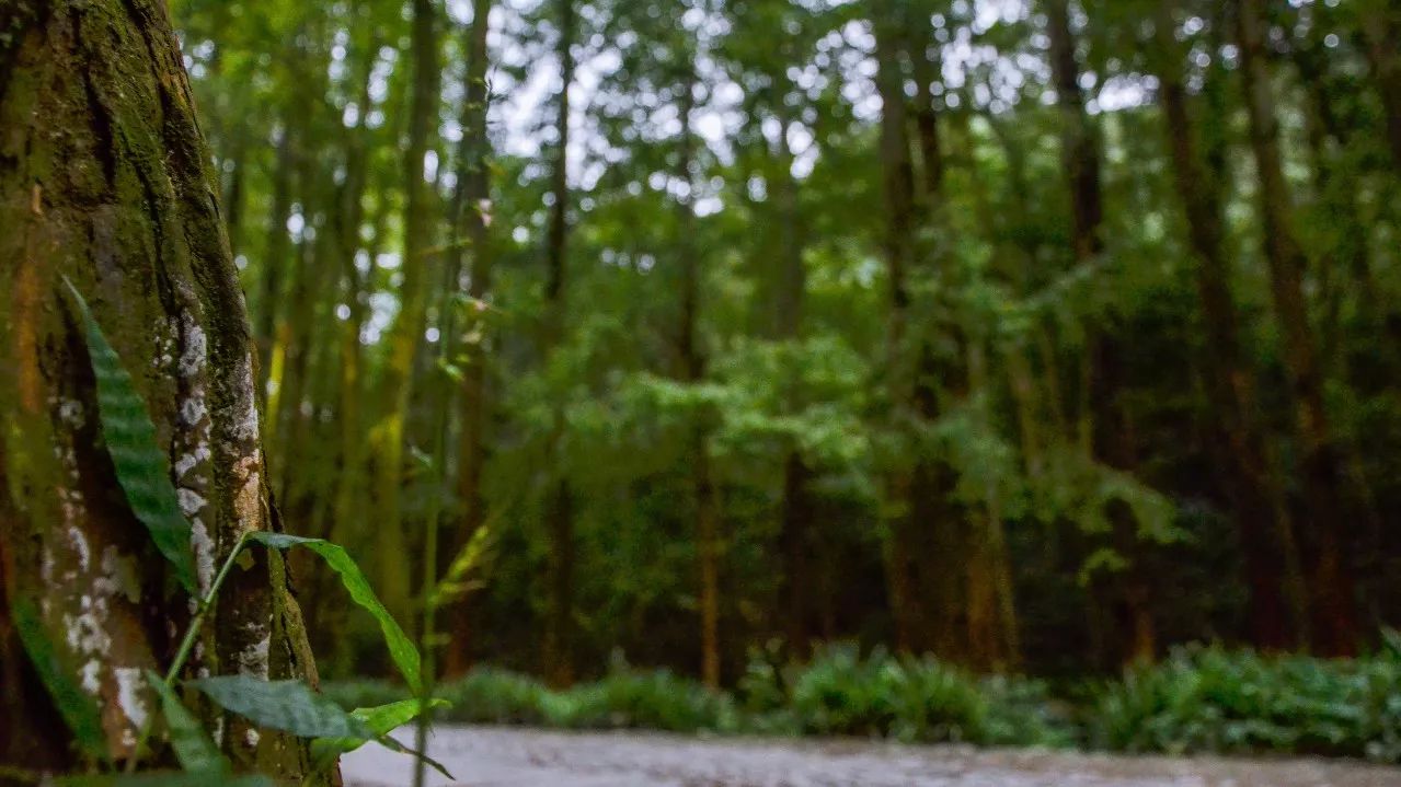 茶隱·喜在山舍，上有茶山下有九溪肆意虛度生活