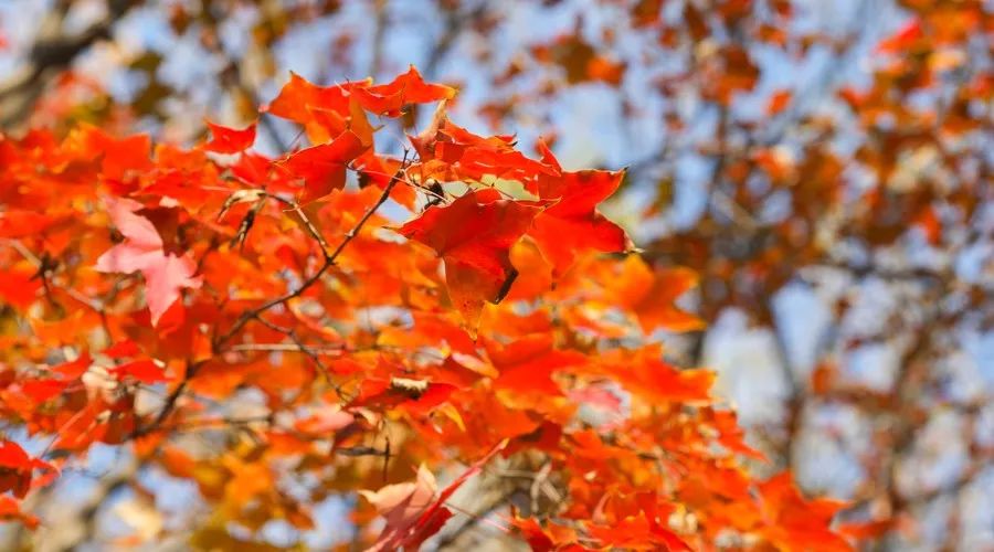 茶隱·喜在山舍，上有茶山下有九溪肆意虛度生活