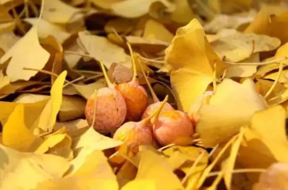 蘇州·泊悅灣，城市鄉(xiāng)村間人們何嘗不是兩棲動物