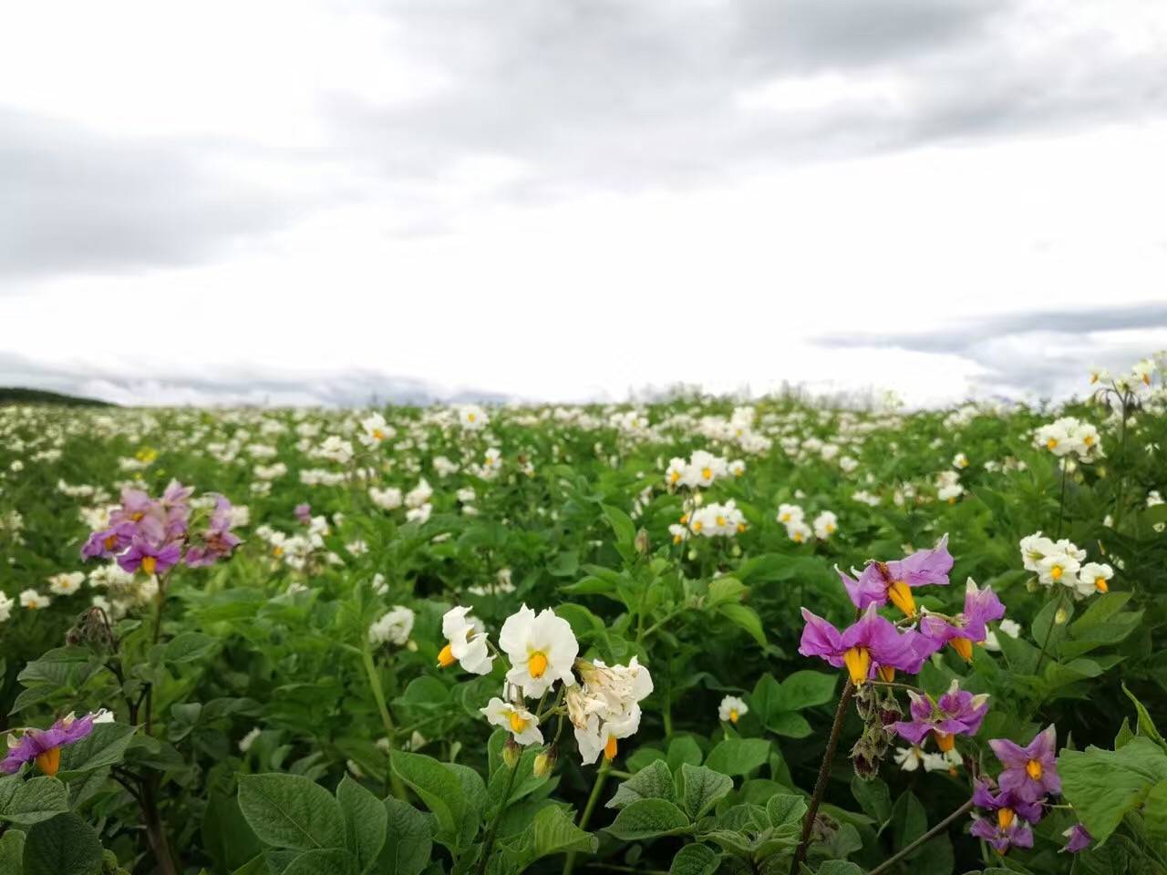 麗江束河·雲(yún)山南，相愛真的是一種奇跡