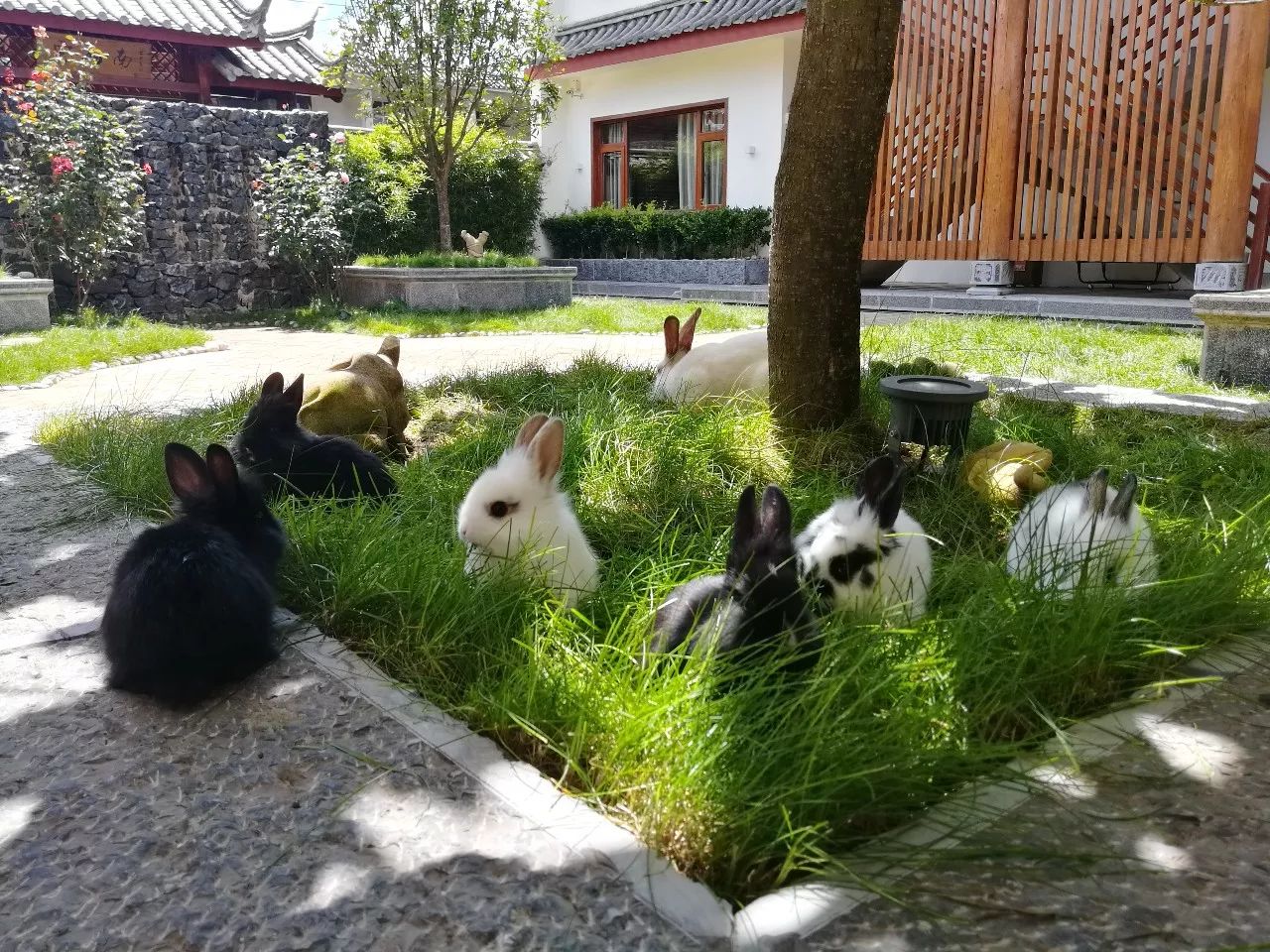 麗江束河·雲(yún)山南，相愛(ài)真的是一種奇跡