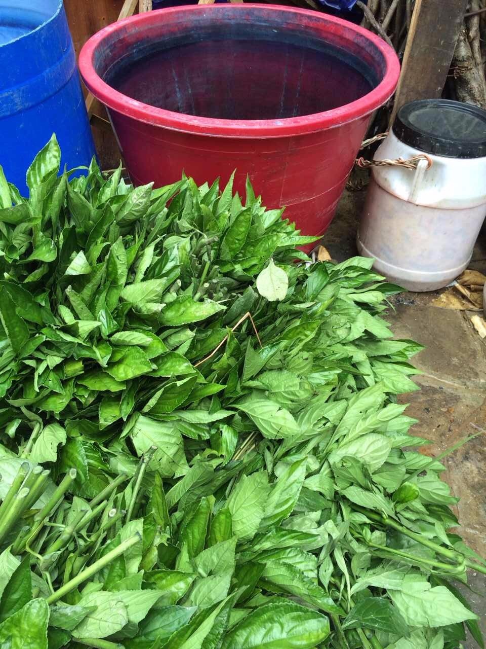 南京·老樹院子山囿里,與時光慢揉在一起彼此沉