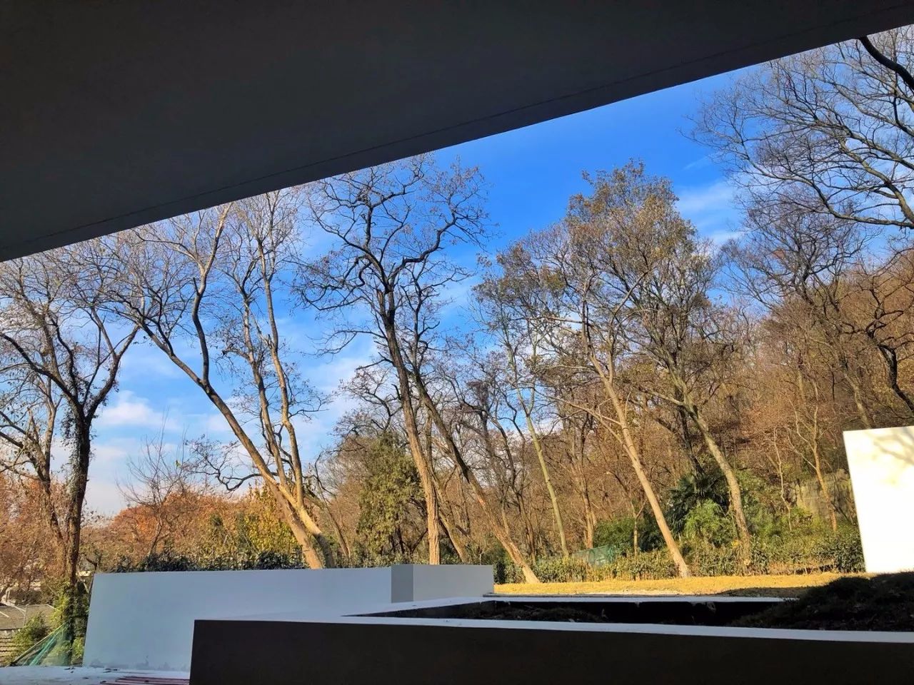 南京·老樹(shù)院子山囿里,與時(shí)光慢揉在一起彼此沉