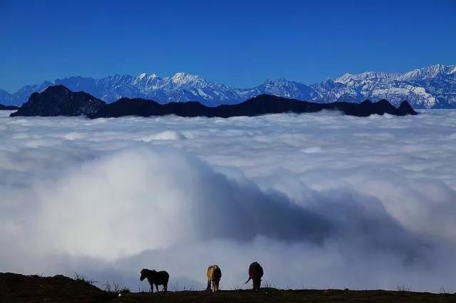 蜀中驛瓦舍旅行酒店，雅安年輕人的「老地方」