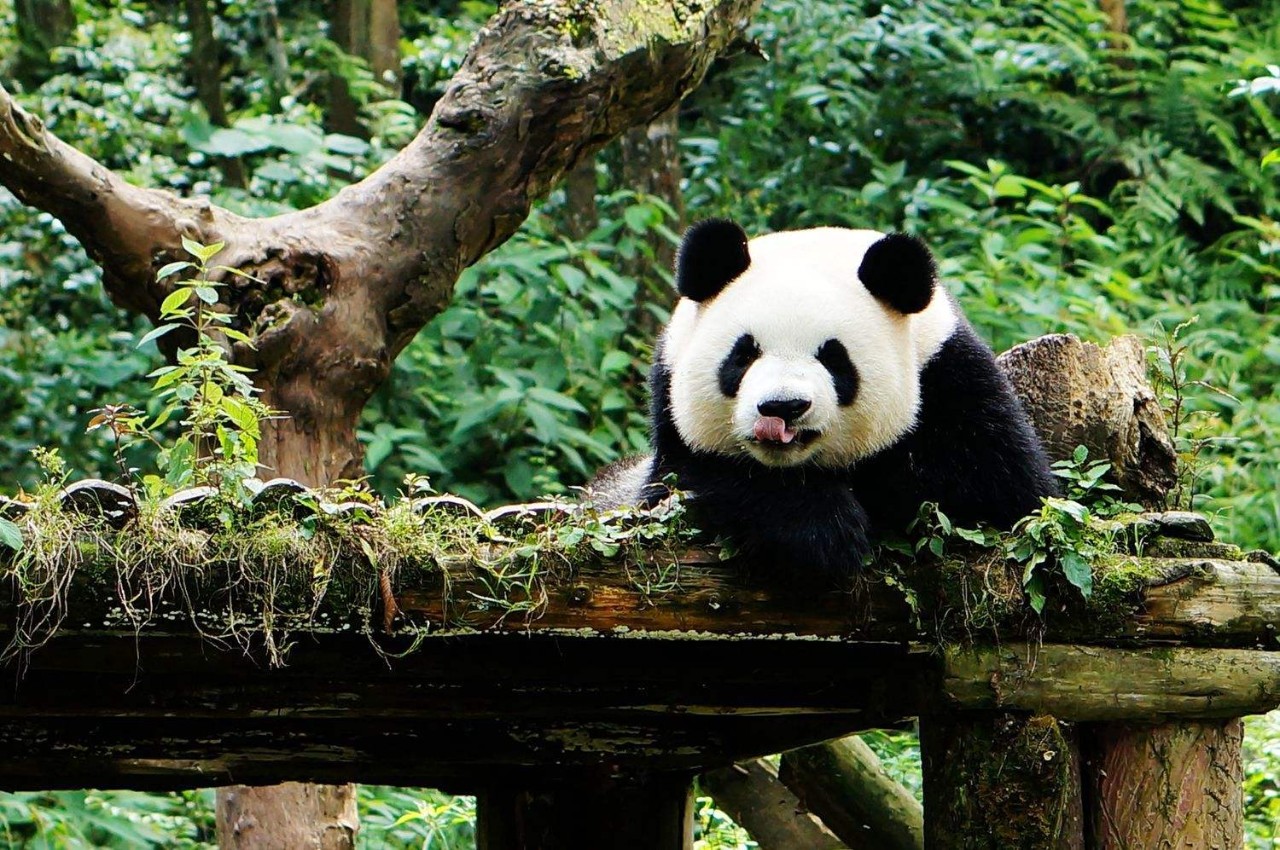 蜀中驛瓦舍旅行酒店，雅安年輕人的「老地方」