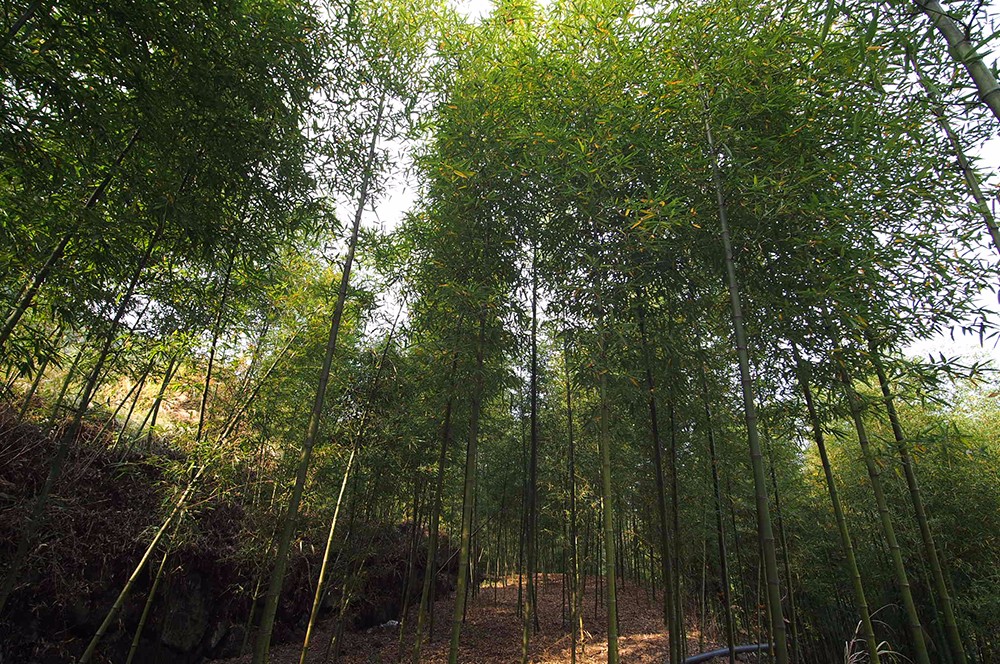 杭州·蓮社溪客，不妥協(xié)的人生才比較有趣